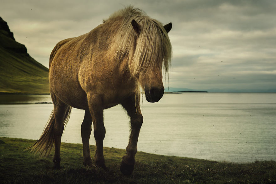 I Documented The Surprising Side Of The Rugged Wild Horses Of Iceland