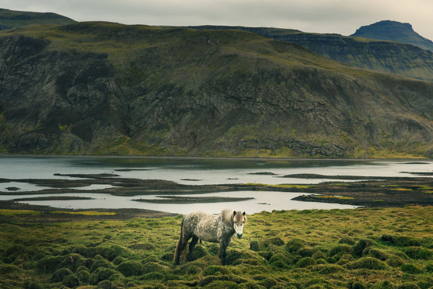 I Documented The Surprising Side Of The Rugged Wild Horses Of Iceland I Documented The Surprising Side Of The Rugged Wild Horses Of Iceland
