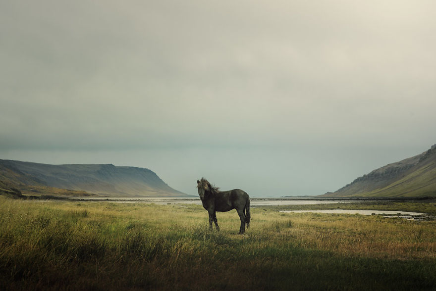 I Documented The Surprising Side Of The Rugged Wild Horses Of Iceland I Documented The Surprising Side Of The Rugged Wild Horses Of Iceland