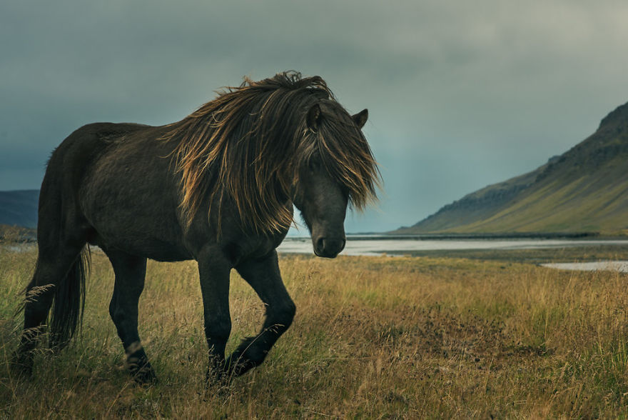 I Documented The Surprising Side Of The Rugged Wild Horses Of Iceland