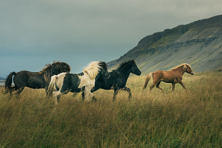 I Documented The Surprising Side Of The Rugged Wild Horses Of Iceland