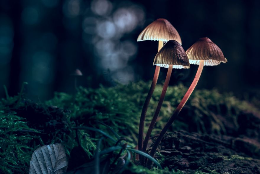 I Photograph Mushrooms And Try To Present Them In The Most Beautiful Way Possible