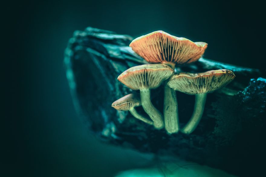 I Photograph Mushrooms And Try To Present Them In The Most Beautiful Way Possible I Photograph Mushrooms And Try To Present Them In The Most Beautiful Way Possible