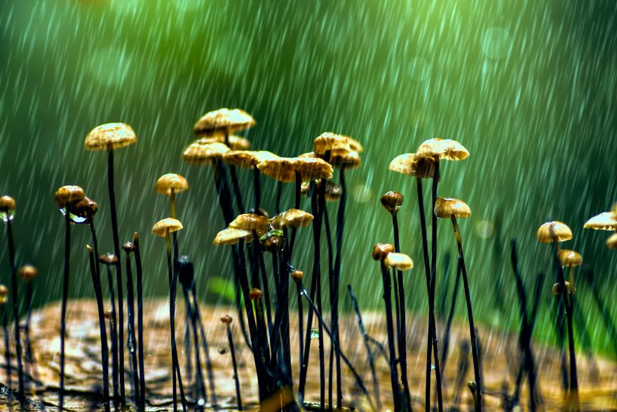 I Photograph Mushrooms And Try To Present Them In The Most Beautiful Way Possible I Photograph Mushrooms And Try To Present Them In The Most Beautiful Way Possible