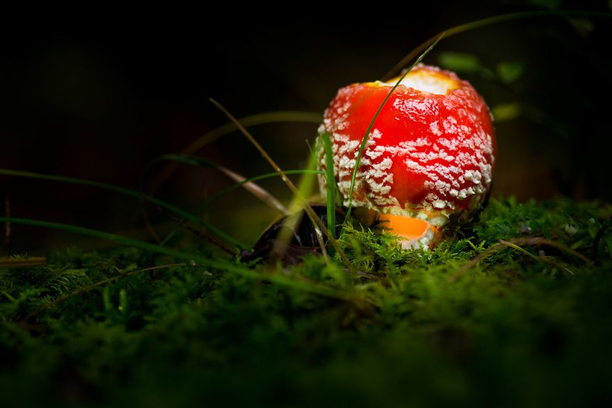 I Photograph Mushrooms And Try To Present Them In The Most Beautiful Way Possible