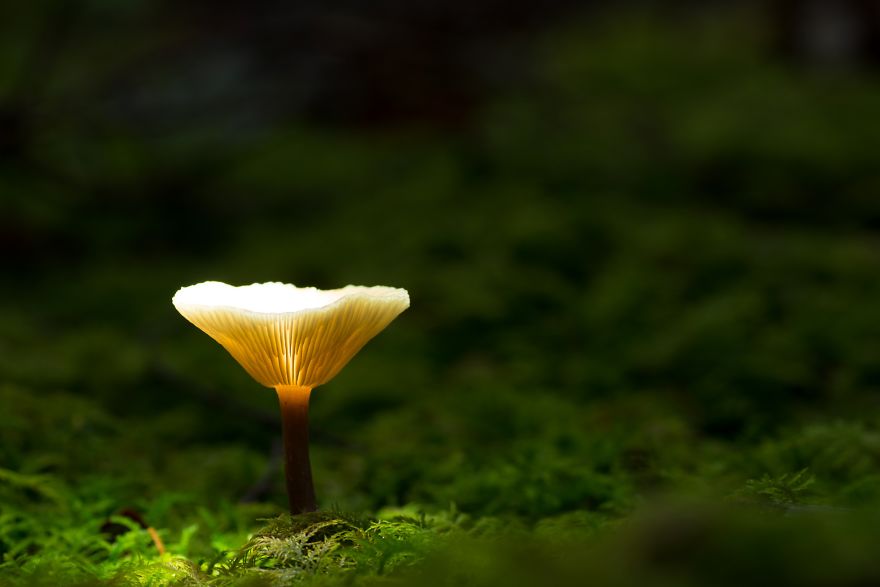 I Photograph Mushrooms And Try To Present Them In The Most Beautiful Way Possible I Photograph Mushrooms And Try To Present Them In The Most Beautiful Way Possible