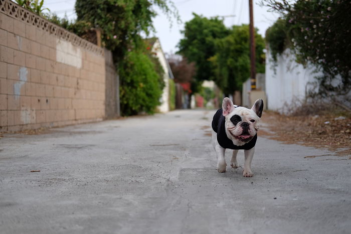 My Dog Looks Exactly Like The Bored Panda Logo My Dog Looks Exactly Like The Bored Panda Logo