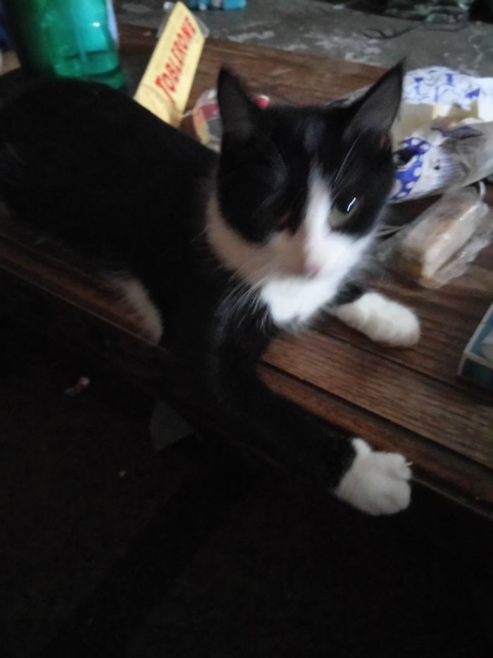 Oreo Comes Running When I Call Tasha A Good Girl