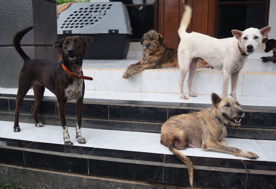 Tiga's Tail: How A Disabled Bali Dog Never Gave Up Tiga's Tail: How A Disabled Bali Dog Never Gave Up