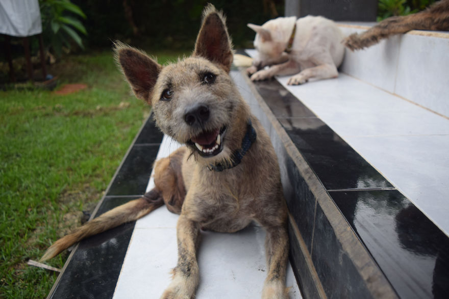 Tiga's Tail: How A Disabled Bali Dog Never Gave Up Tiga's Tail: How A Disabled Bali Dog Never Gave Up