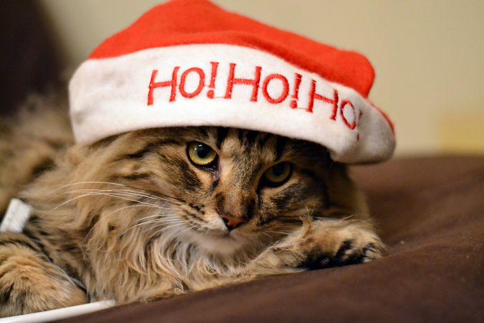 He Wasn't Fond Of His Santa Hat