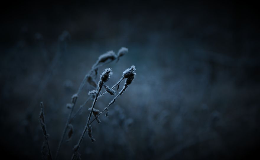 Dark Frost