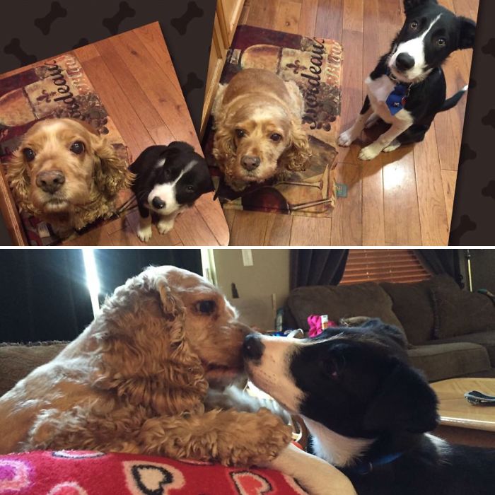 Reeses (10) & Bentley (8wks - 8mos)