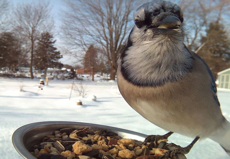 Bird Feeder Photography