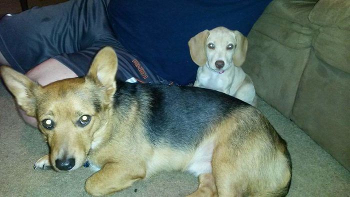 Chewbacca And Delilah