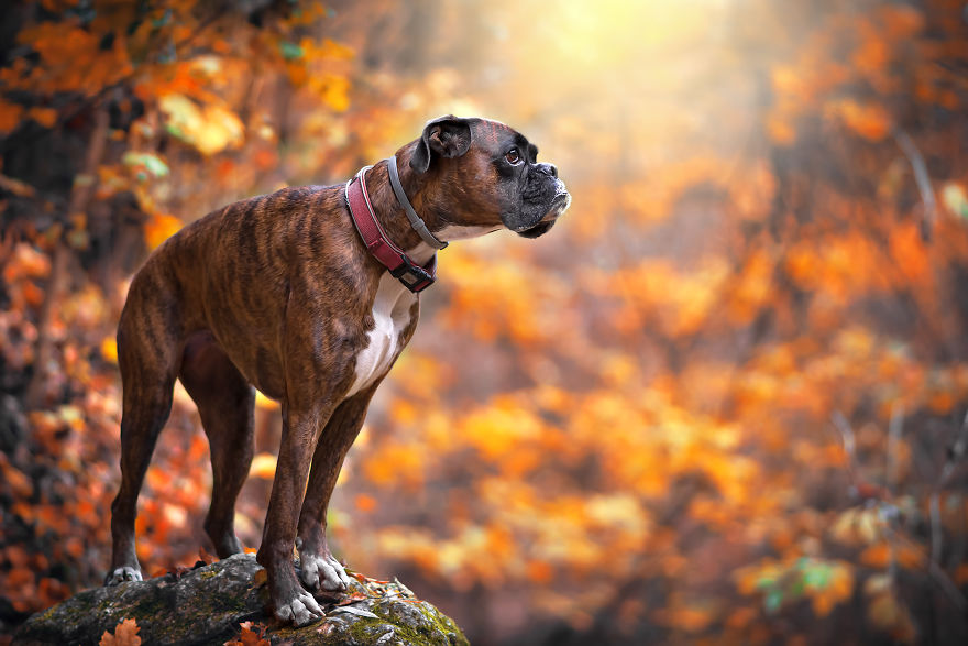 Meet Strawberry, The Boxer Who Is My Best Hiking Buddy Meet Strawberry, The Boxer Who Is My Best Hiking Buddy