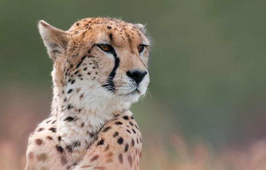 Fastest Animals Of Land Are Rapidly Heading Towards Extinction According To New Study Fastest Animals Of Land Are Rapidly Heading Towards Extinction According To New Study
