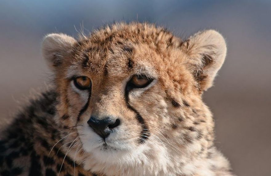 Fastest Animals Of Land Are Rapidly Heading Towards Extinction According To New Study Fastest Animals Of Land Are Rapidly Heading Towards Extinction According To New Study