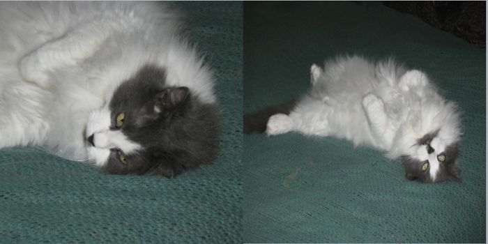 Felix Is A Good Boy (when He Wants To Be)