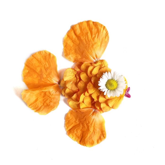 @floraforager Turns Nature Into Art