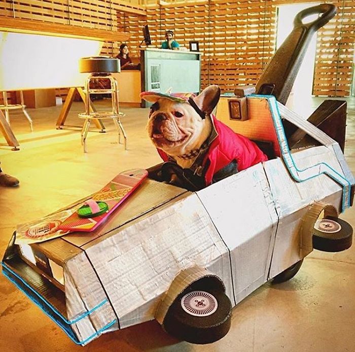 My Dog Looks Exactly Like The Bored Panda Logo