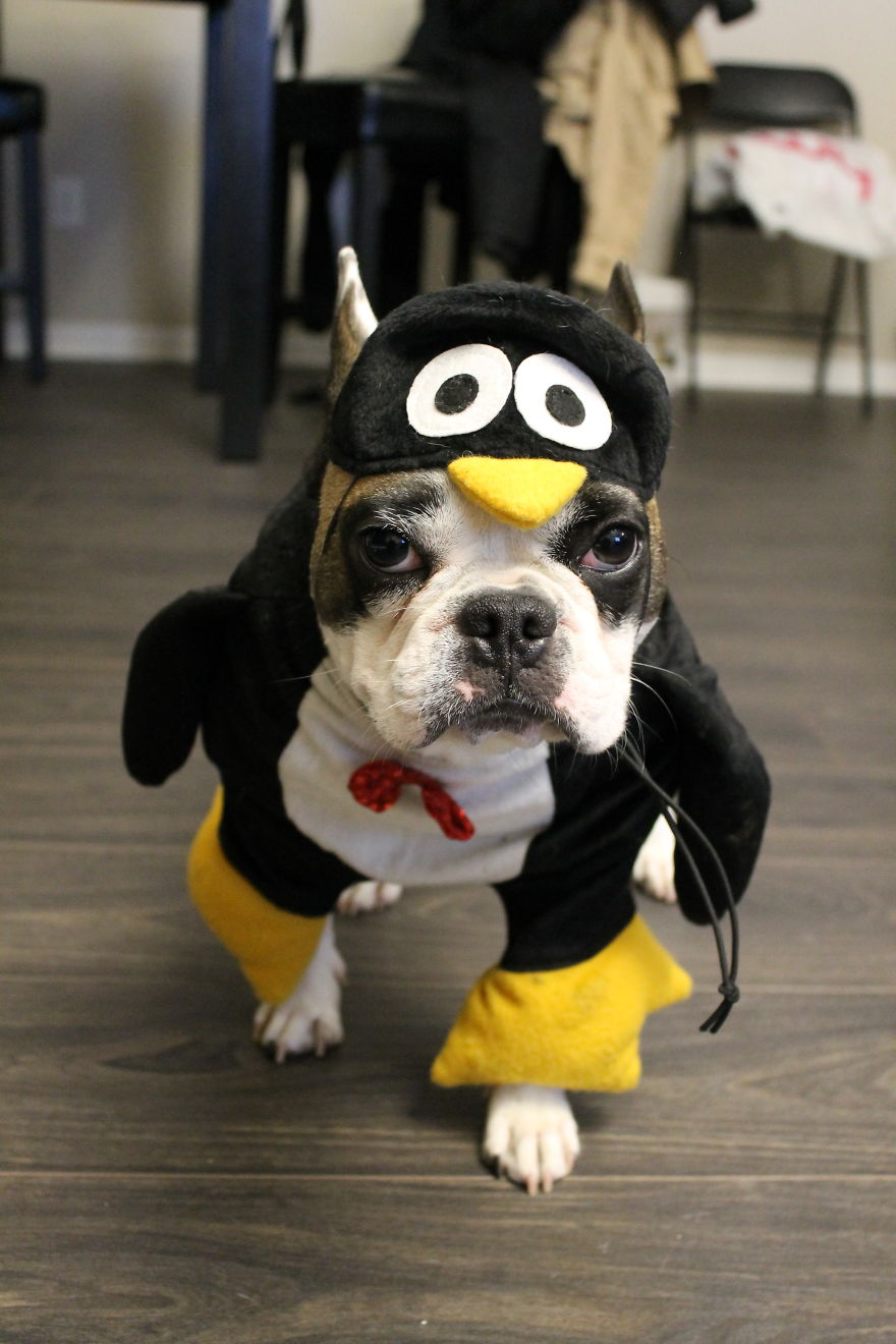 Meet Titus, My Dog Who Has A RBF