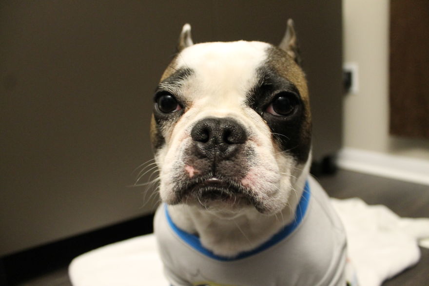 Meet Titus, My Dog Who Has A RBF