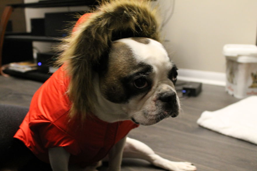 Meet Titus, My Dog Who Has A RBF