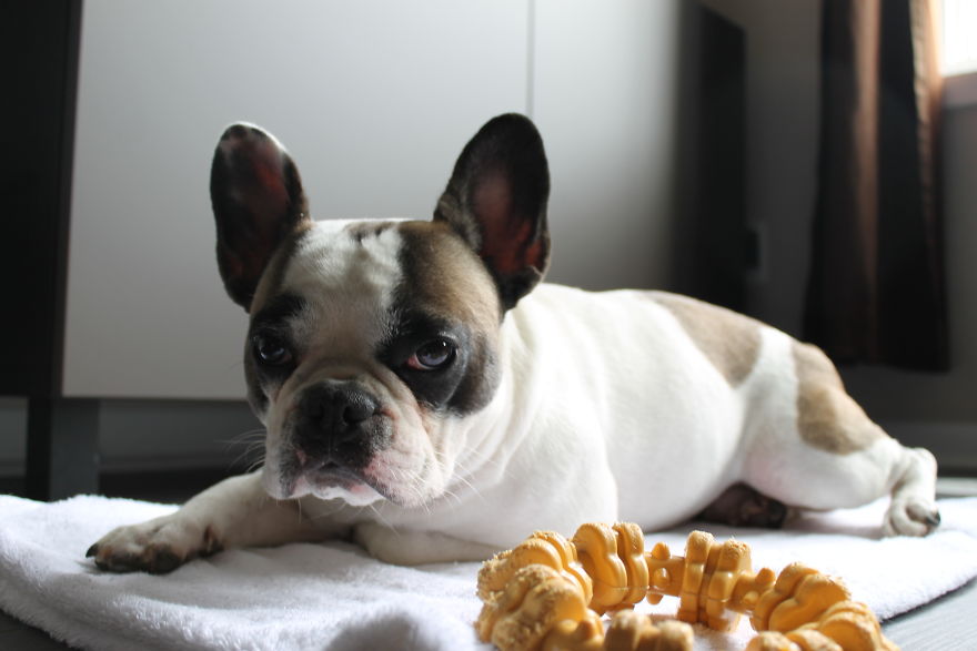 Meet Titus, My Dog Who Has A RBF