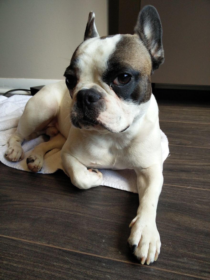 Meet Titus, My Dog Who Has A RBF