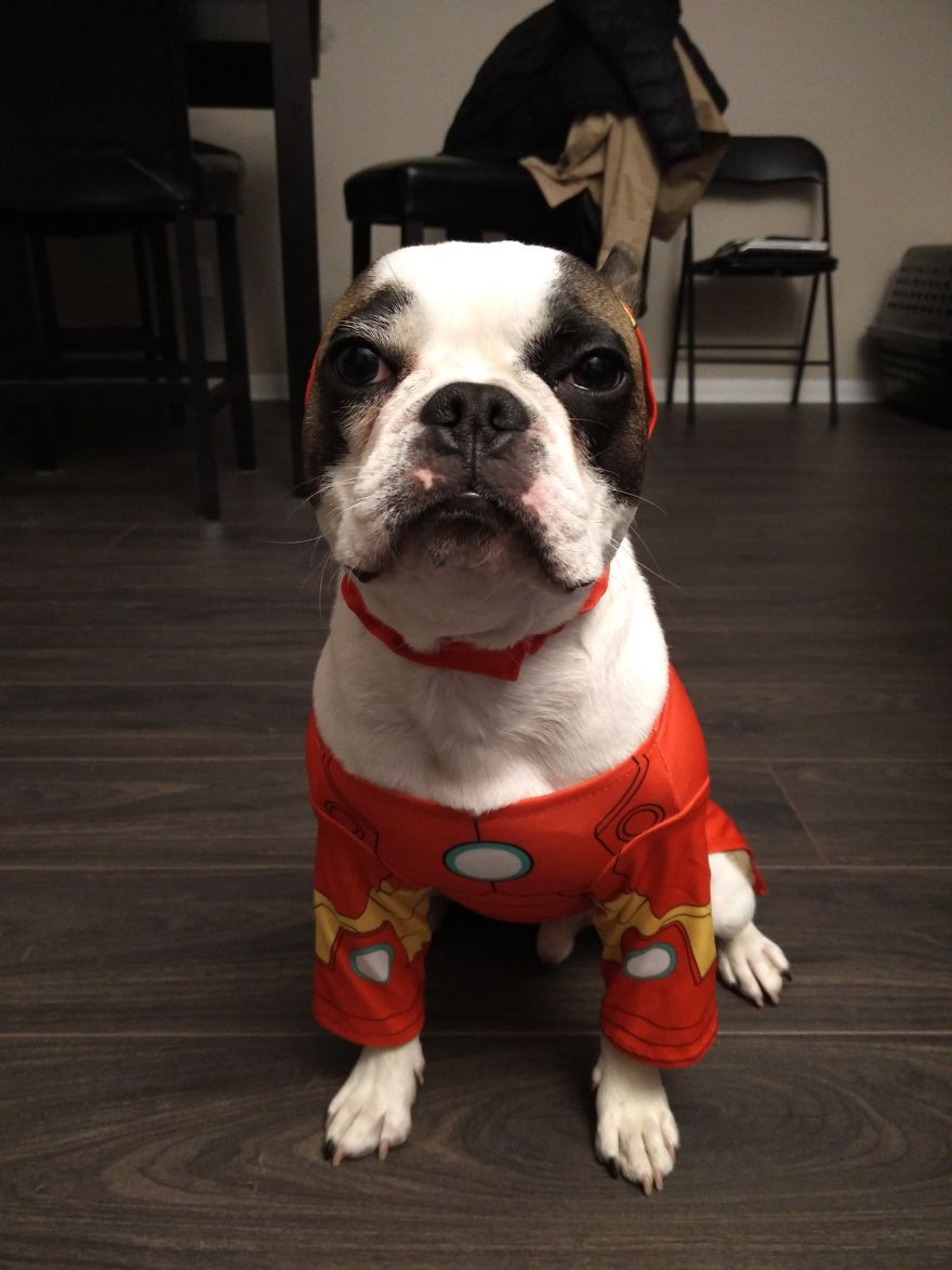 Meet Titus, My Dog Who Has A RBF