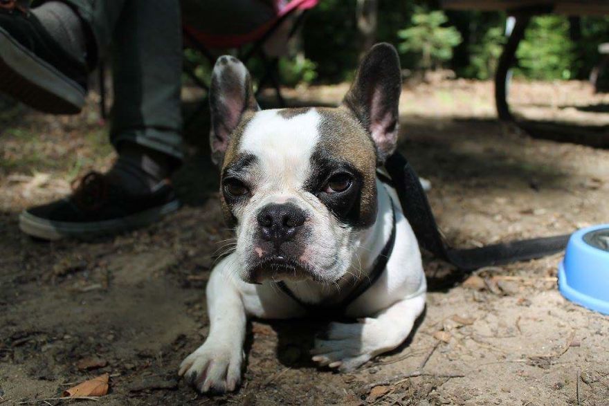 Meet Titus, My Dog Who Has A RBF
