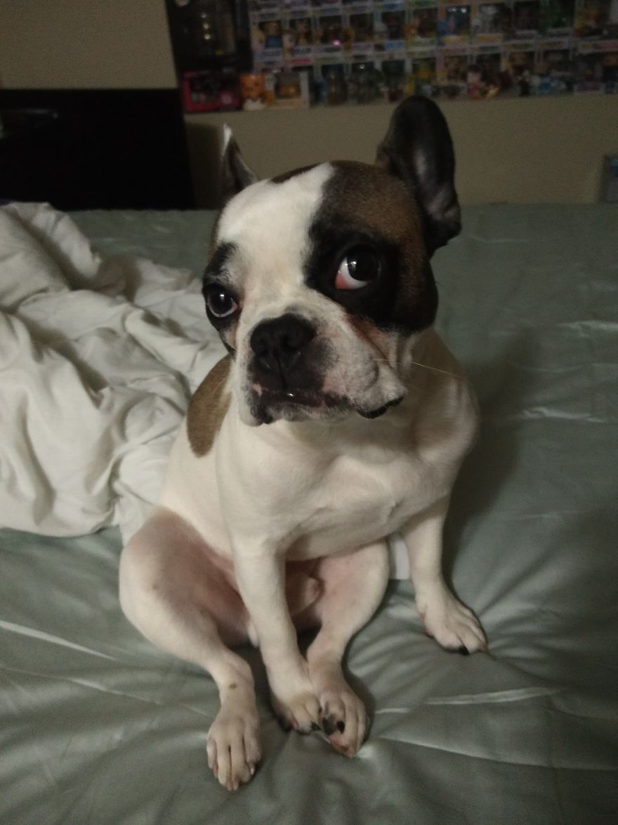 Meet Titus, My Dog Who Has A RBF