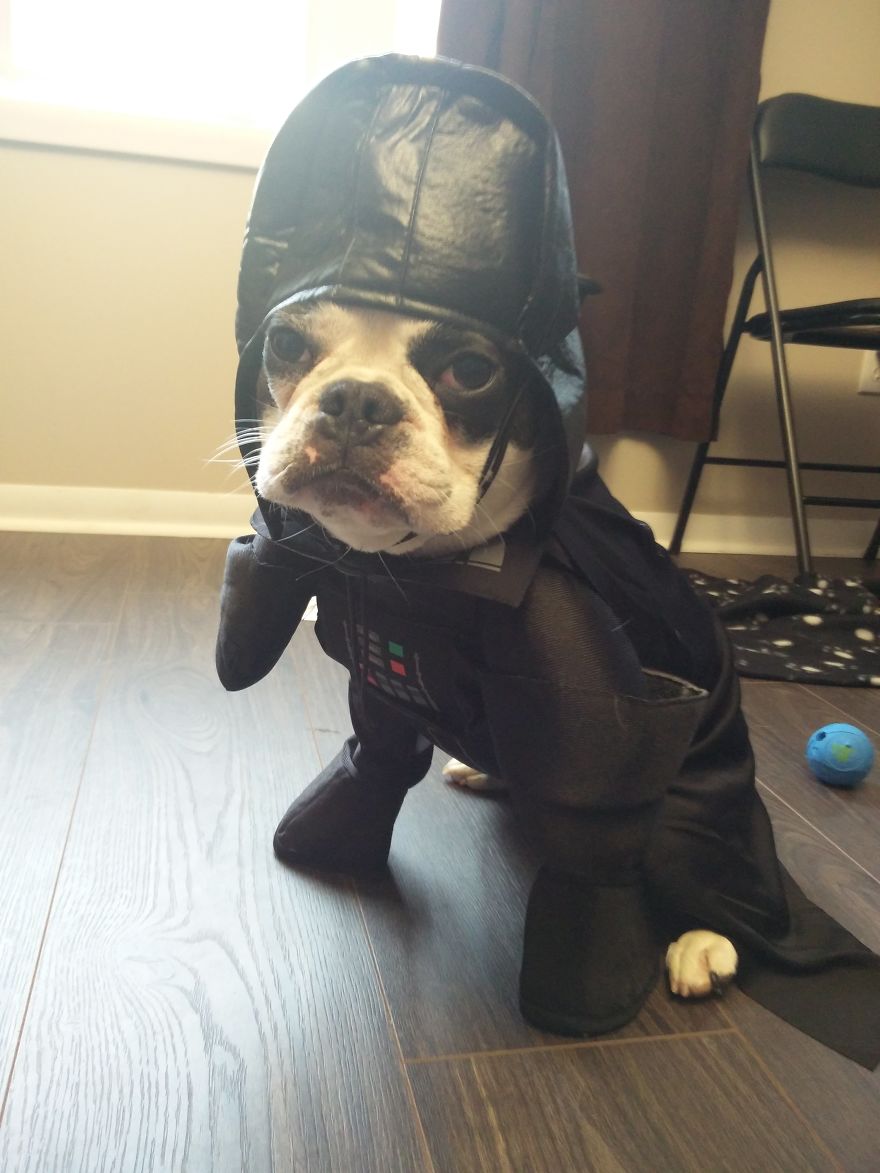 Meet Titus, My Dog Who Has A RBF