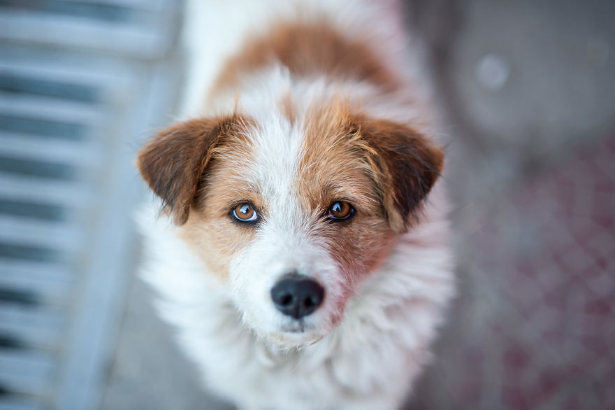 I Documented The Lives Of Homeless Dogs Of The Himalayas I Documented The Lives Of Homeless Dogs Of The Himalayas