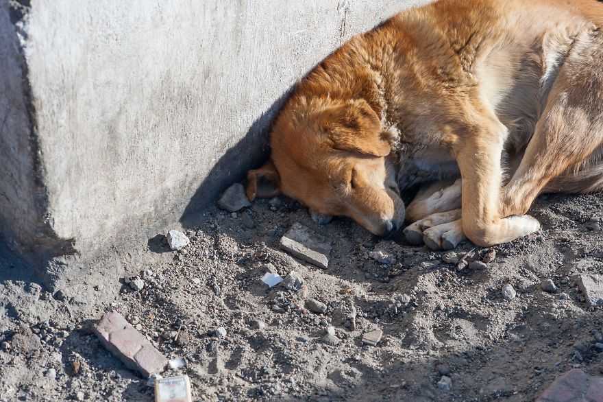 I Documented The Lives Of Homeless Dogs Of The Himalayas