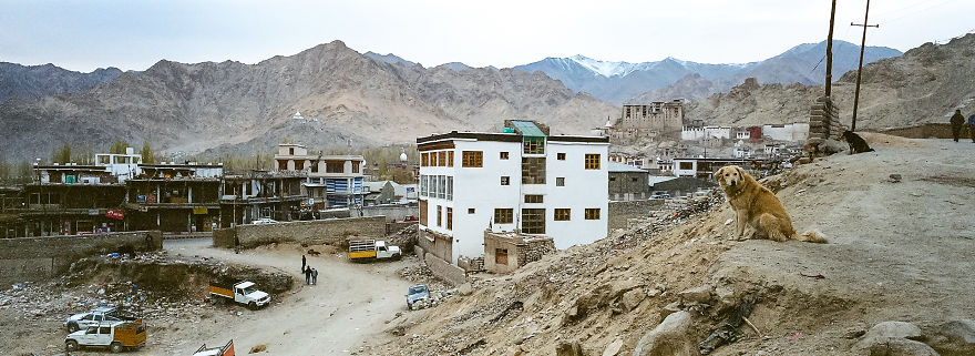 I Documented The Lives Of Homeless Dogs Of The Himalayas