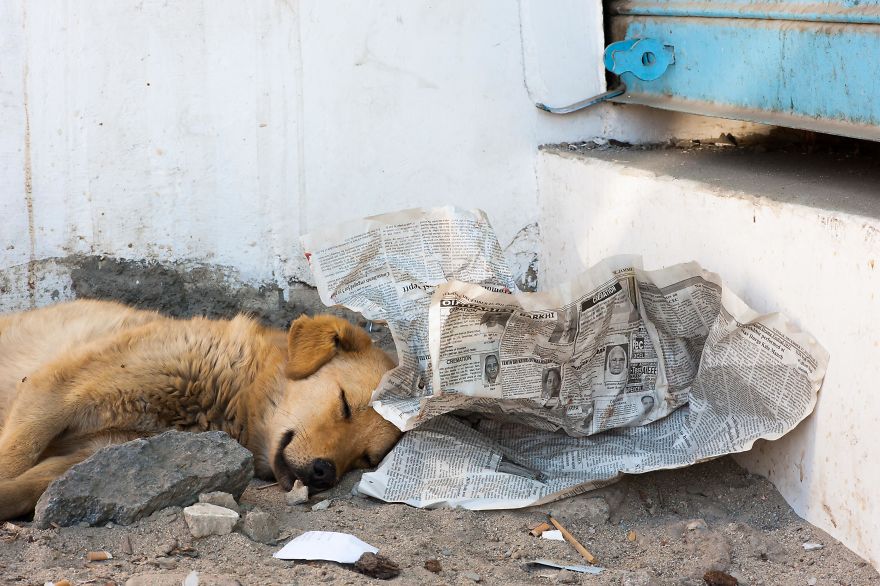 I Documented The Lives Of Homeless Dogs Of The Himalayas
