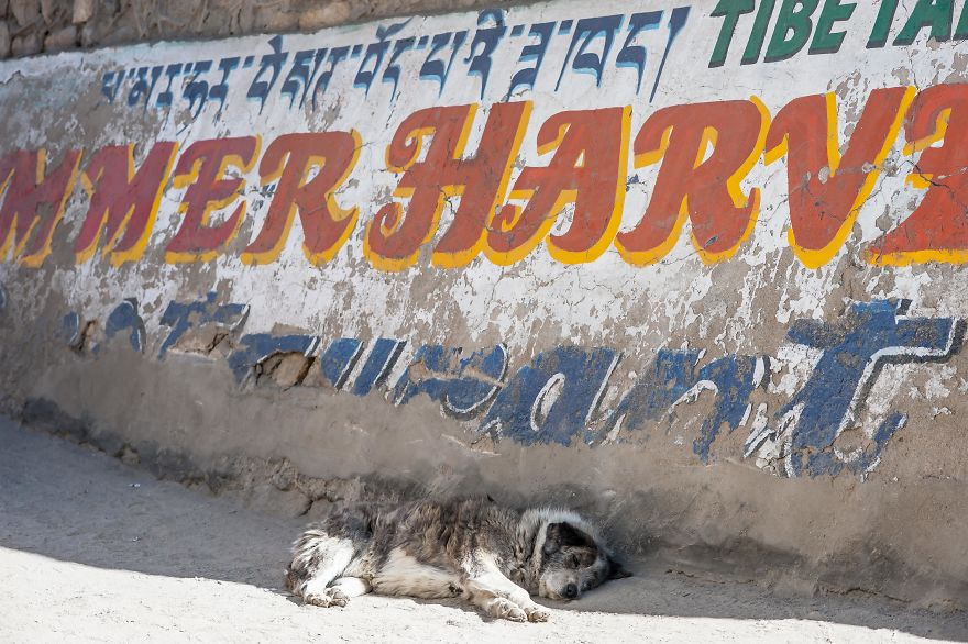 I Documented The Lives Of Homeless Dogs Of The Himalayas