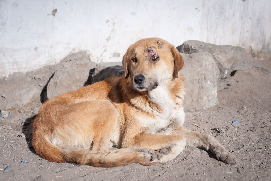 I Documented The Lives Of Homeless Dogs Of The Himalayas I Documented The Lives Of Homeless Dogs Of The Himalayas