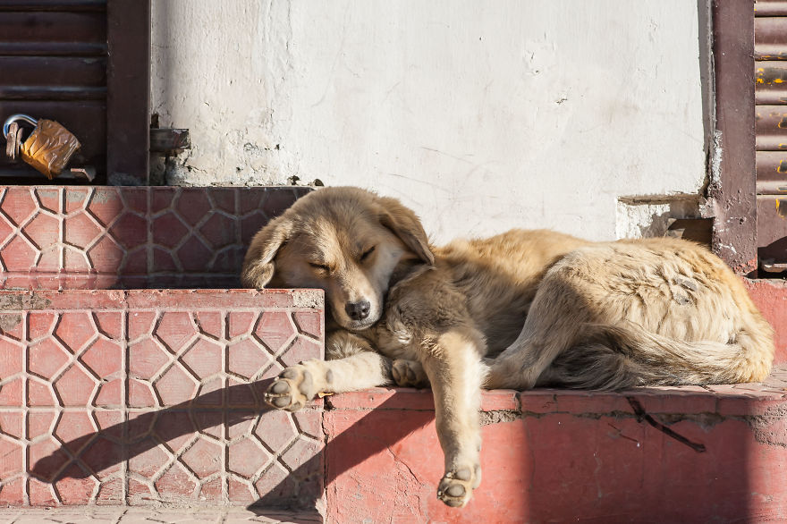 I Documented The Lives Of Homeless Dogs Of The Himalayas I Documented The Lives Of Homeless Dogs Of The Himalayas
