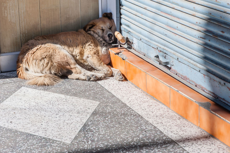 I Documented The Lives Of Homeless Dogs Of The Himalayas I Documented The Lives Of Homeless Dogs Of The Himalayas
