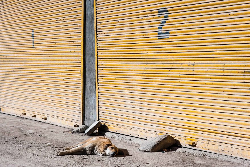 I Documented The Lives Of Homeless Dogs Of The Himalayas I Documented The Lives Of Homeless Dogs Of The Himalayas