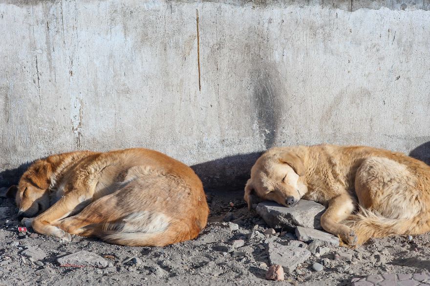 I Documented The Lives Of Homeless Dogs Of The Himalayas I Documented The Lives Of Homeless Dogs Of The Himalayas