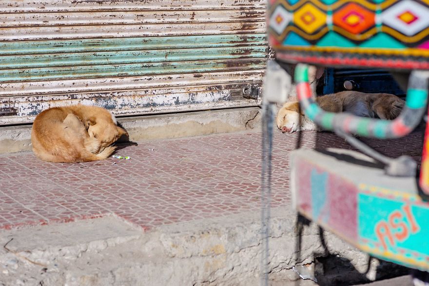 I Documented The Lives Of Homeless Dogs Of The Himalayas I Documented The Lives Of Homeless Dogs Of The Himalayas