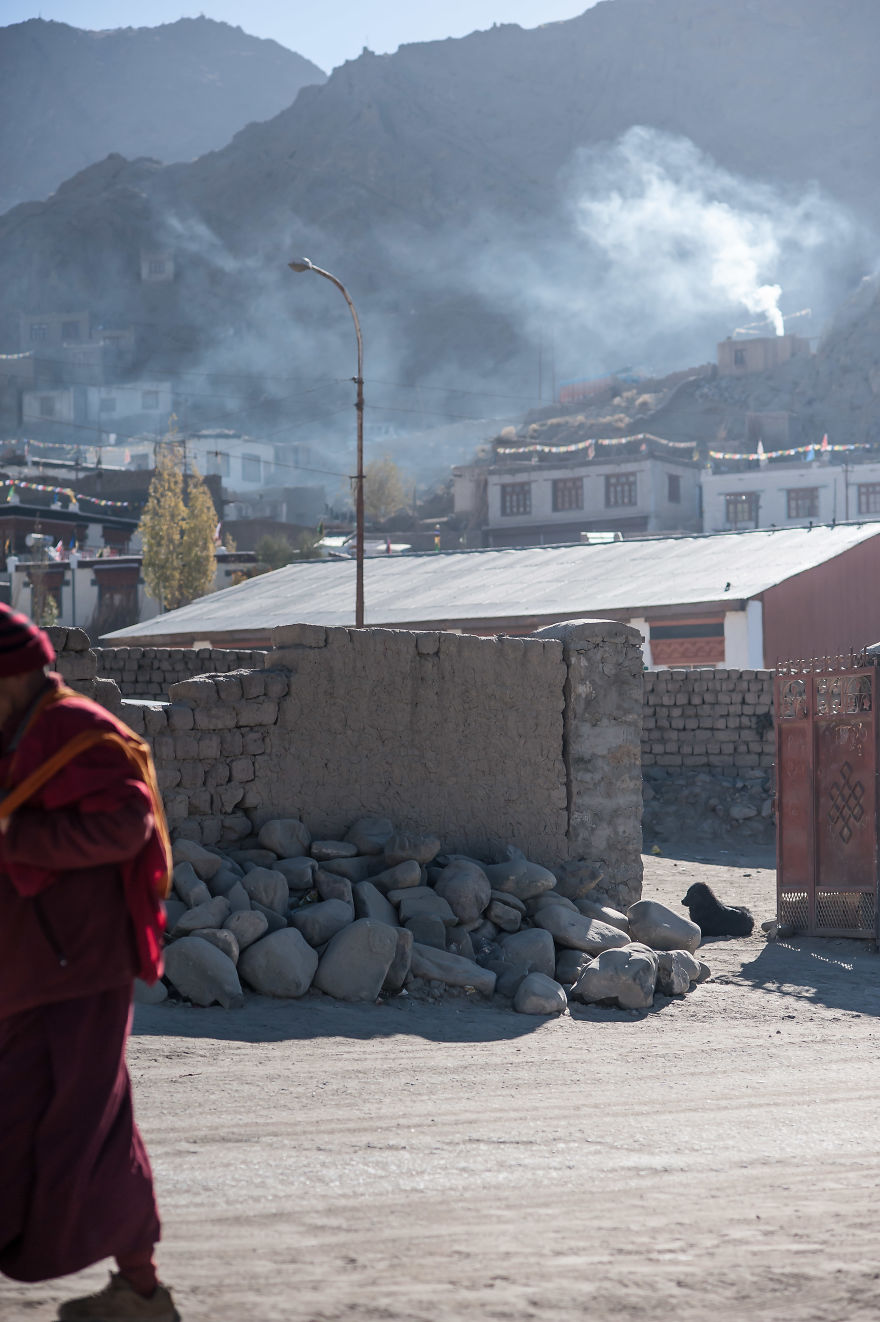I Documented The Lives Of Homeless Dogs Of The Himalayas