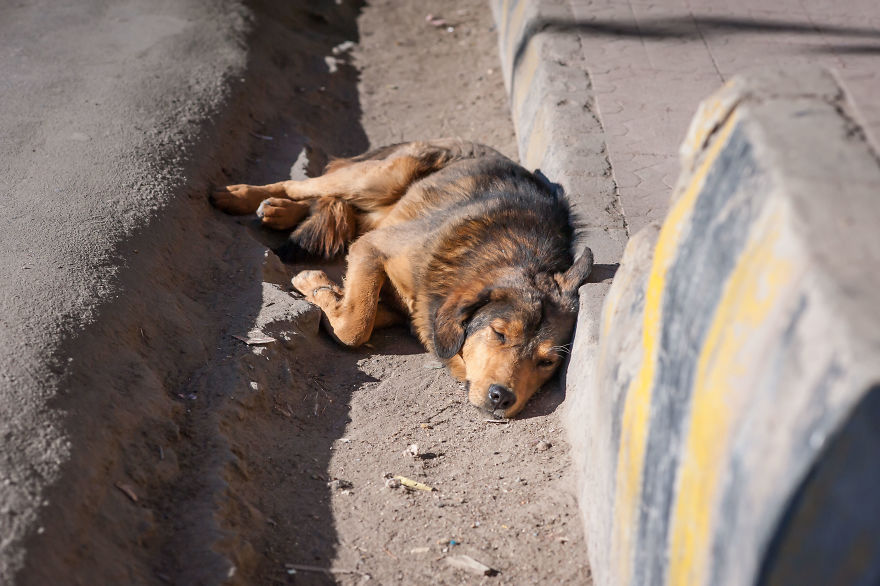 I Documented The Lives Of Homeless Dogs Of The Himalayas