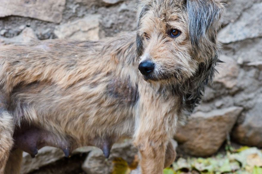 I Documented The Lives Of Homeless Dogs Of The Himalayas I Documented The Lives Of Homeless Dogs Of The Himalayas