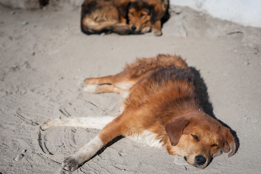 I Documented The Lives Of Homeless Dogs Of The Himalayas I Documented The Lives Of Homeless Dogs Of The Himalayas