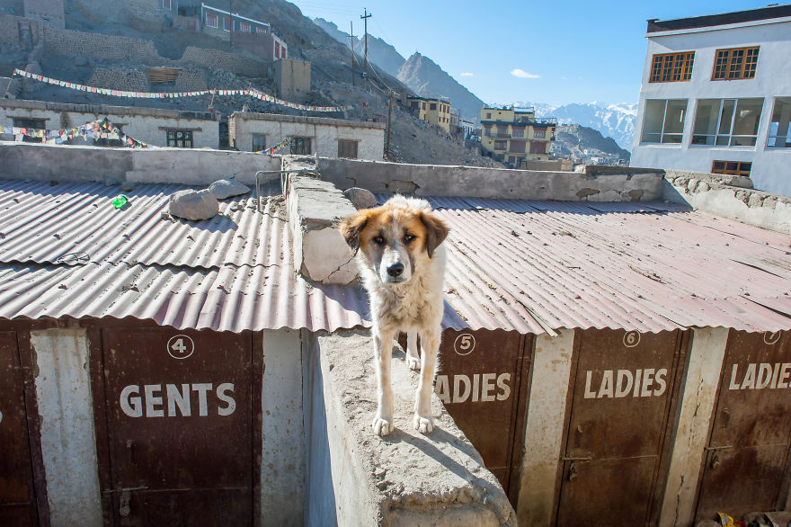 I Documented The Lives Of Homeless Dogs Of The Himalayas
